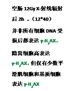文本框: 空肠12Gy X-射线辐射后2h 。（12*40）
并非所有细胞DNA受损后都表达γ-H2AX。
隐窝细胞高表达γ-H2AX，但仅有少数平滑肌细胞和基质细胞表达γ-H2AX